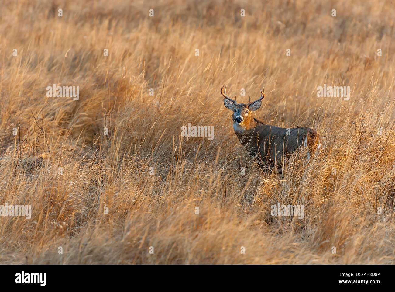 Un magnifique cerf, debout au milieu d'un terrain couvert d'herbe Banque D'Images