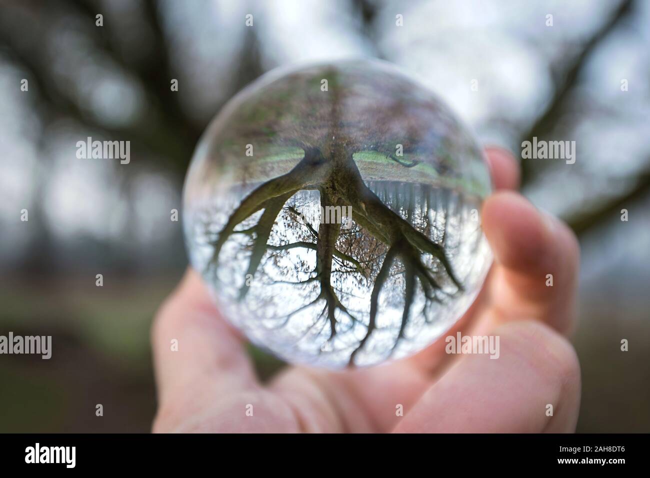 Gros plan d'une boule de cristal reflétant un arbre à feuilles sans feuilles à l'envers Banque D'Images