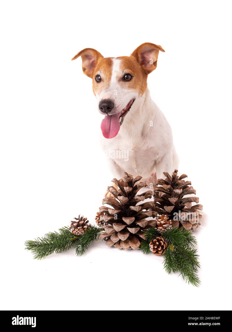 Jack Russell Terrier se trouve près de décorations de Noël isolated on white Banque D'Images