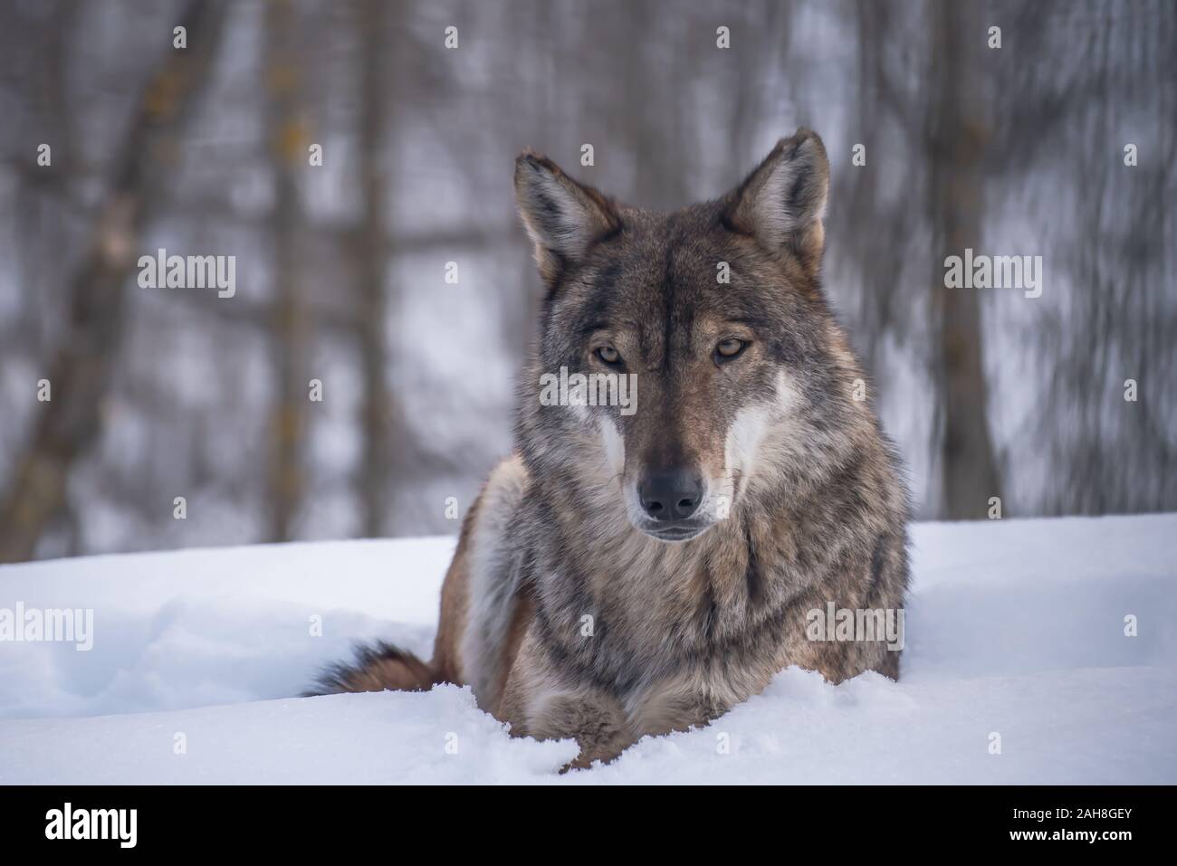 Le loup gris (Canis lupus Linnaeus, 1758), également appelé loup commun ou simplement le loup, est un canidé de lupin, présents dans les zones éloignées de l'Amérique du Nord Banque D'Images