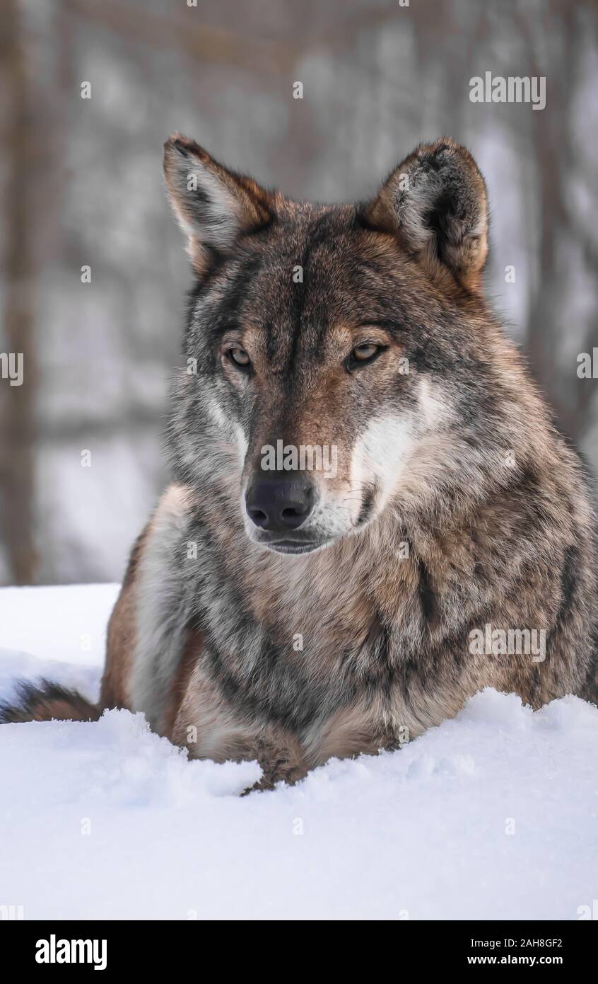 Le loup gris (Canis lupus Linnaeus, 1758), également appelé loup commun ou simplement le loup, est un canidé de lupin, présents dans les zones éloignées de l'Amérique du Nord Banque D'Images
