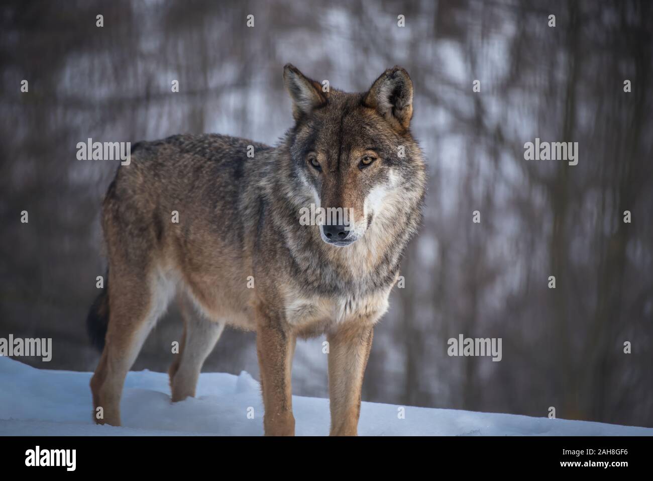 Le loup gris (Canis lupus Linnaeus, 1758), également appelé loup commun ou simplement le loup, est un canidé de lupin, présents dans les zones éloignées de l'Amérique du Nord Banque D'Images