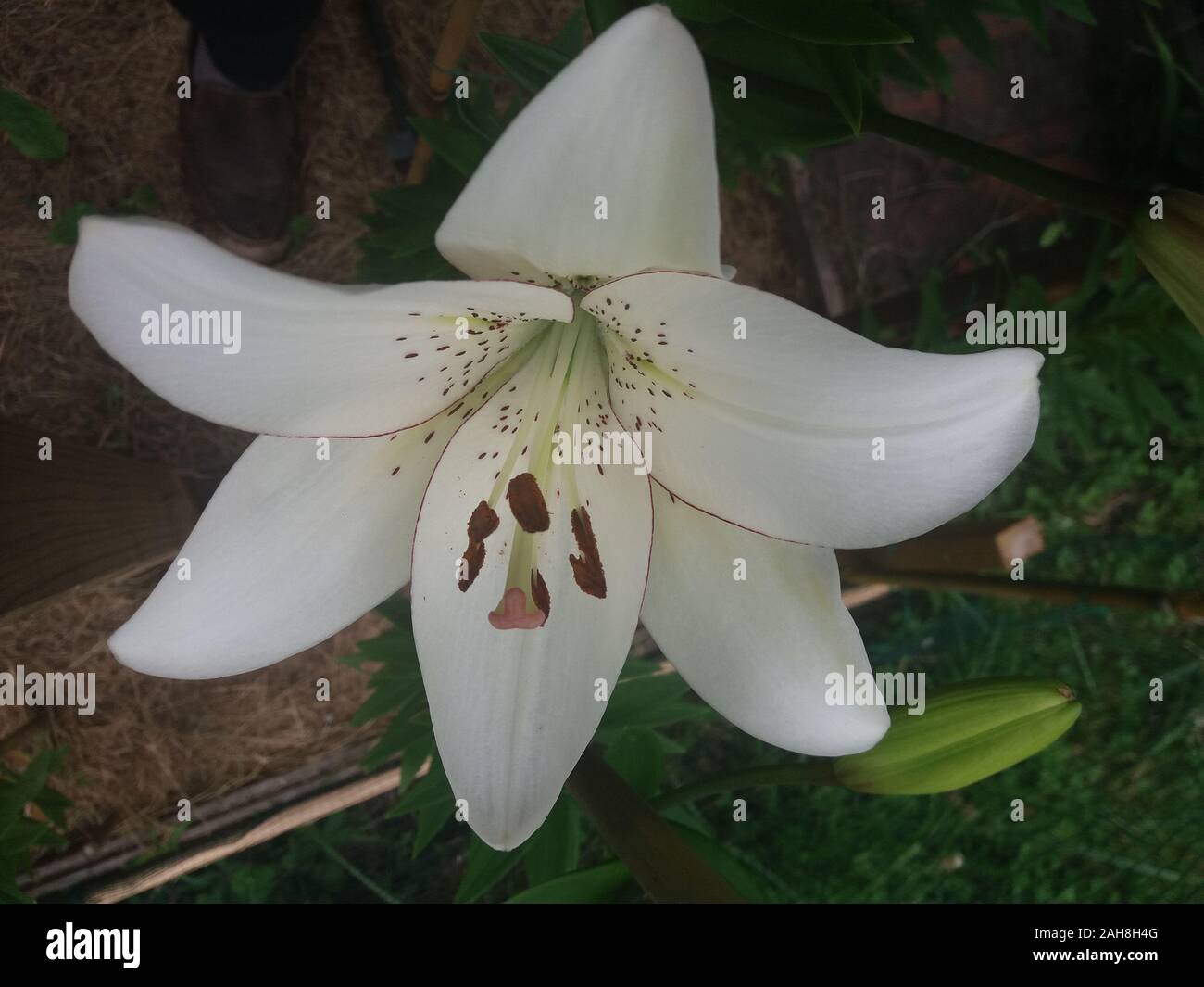 L'eyeliner Lilium Banque D'Images
