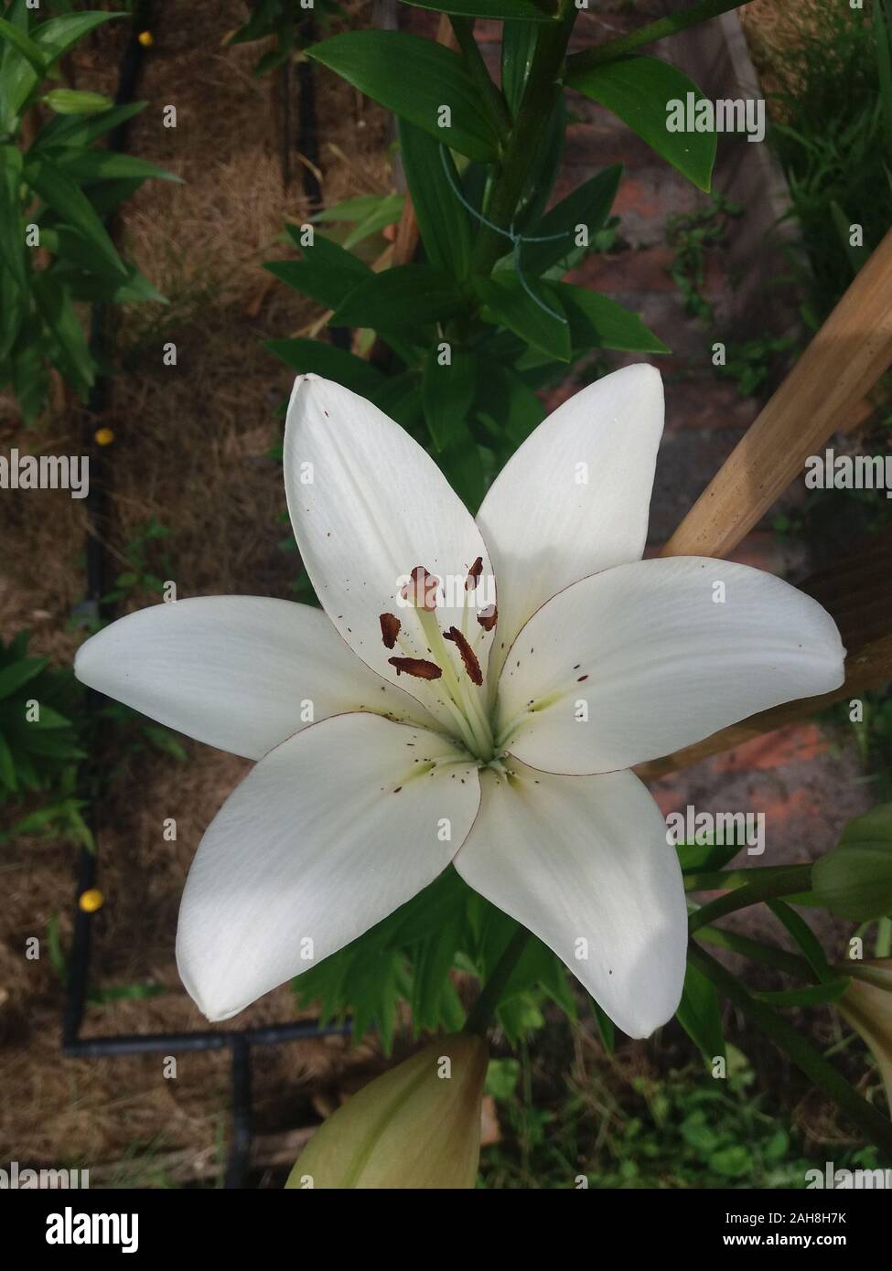 L'eyeliner Lilium Banque D'Images