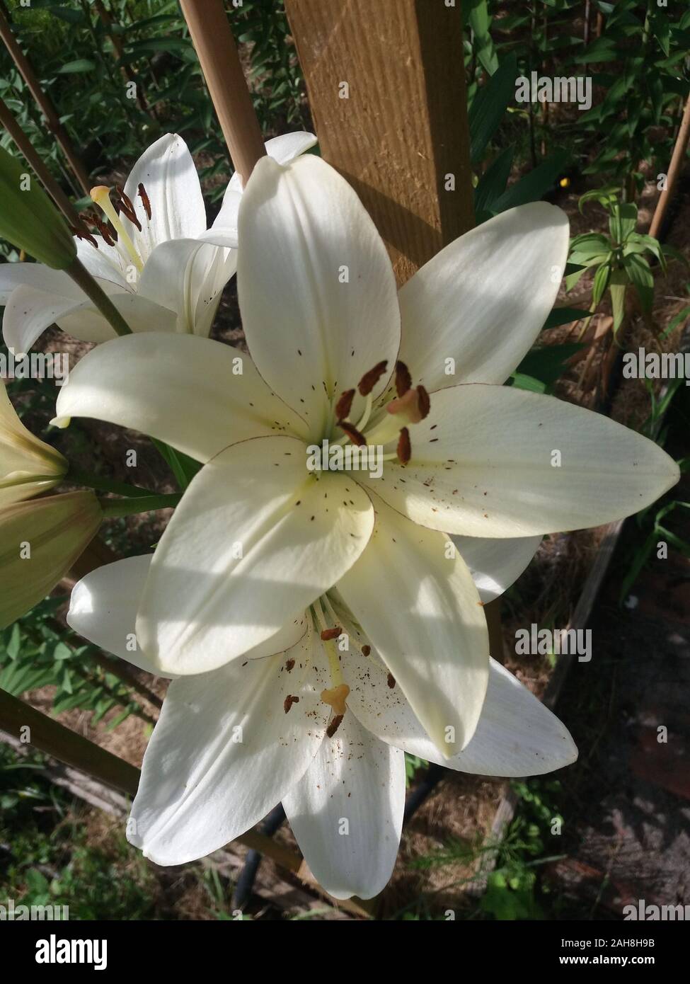 L'eyeliner Lilium Banque D'Images