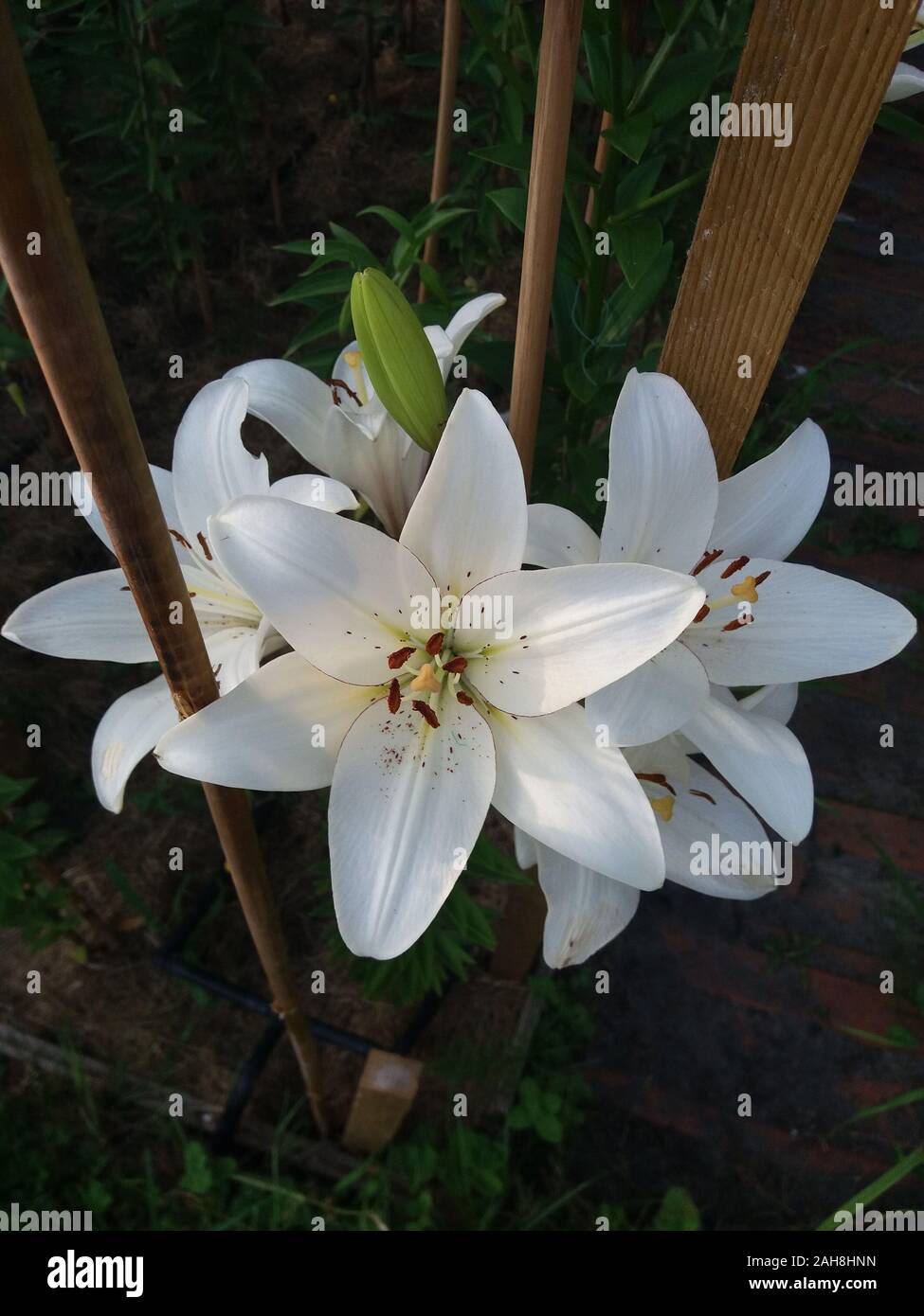 L'eyeliner Lilium Banque D'Images
