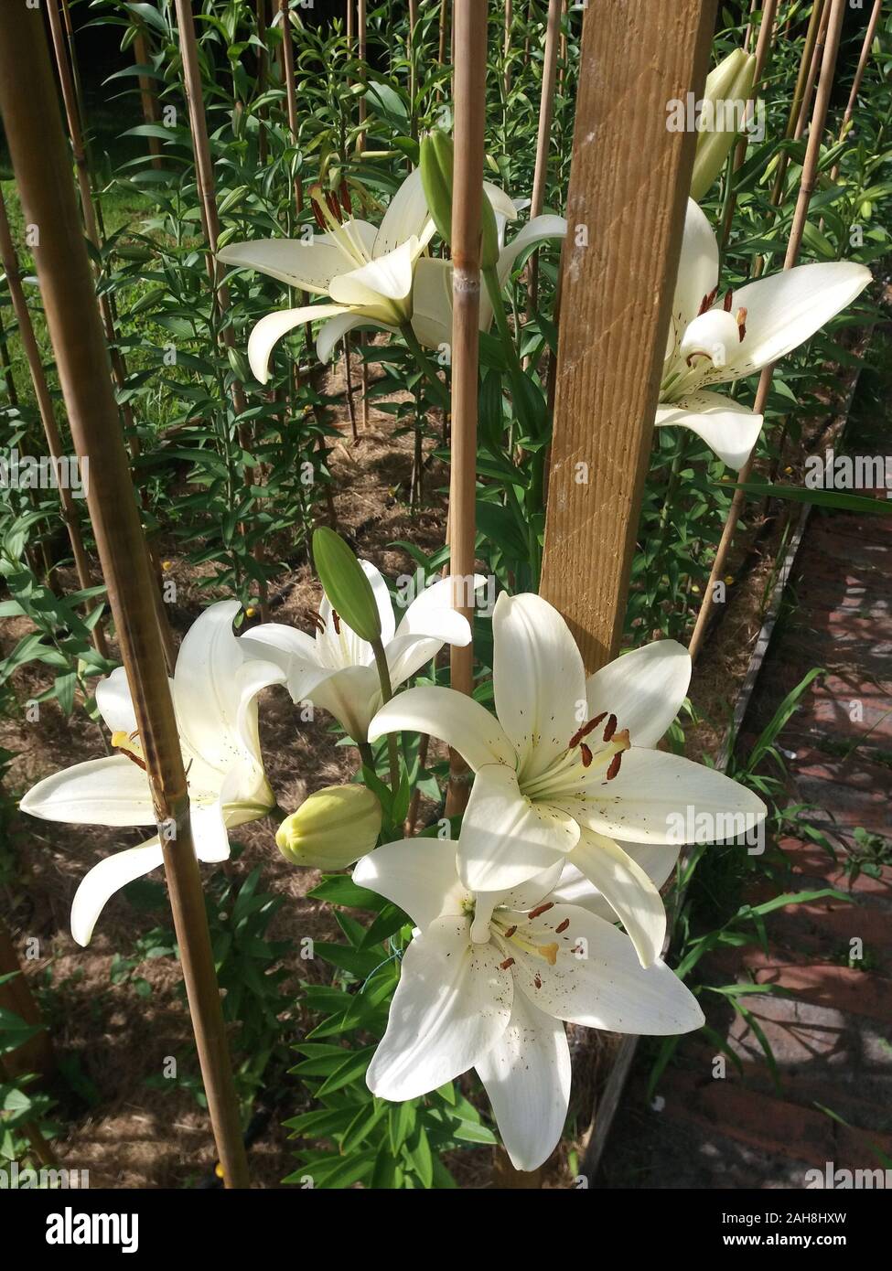 L'eyeliner Lilium Banque D'Images