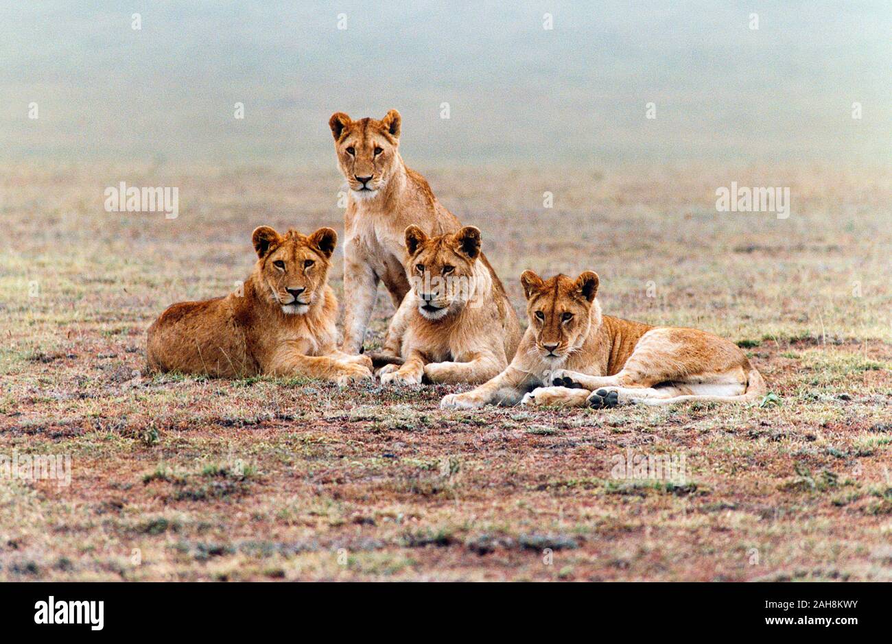 La Tanzanie. La faune. Le parc national du Serengeti. Groupe de jeunes lions au repos. Banque D'Images