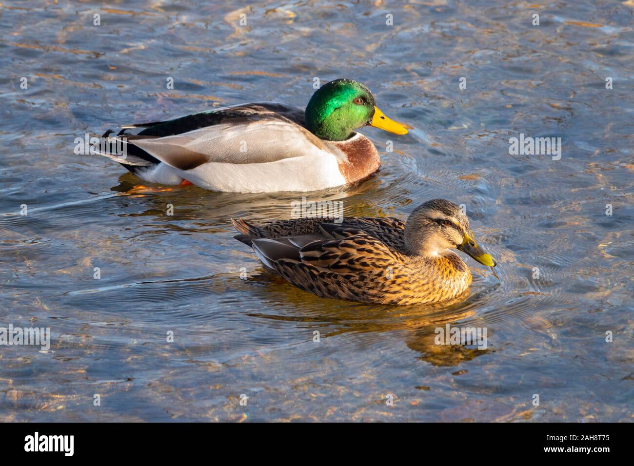 USA Virginia VA Luray homme et femme les canards colverts nager dans le ruisseau d'Eretmochelys imbricata - Anas platyrhynchos Banque D'Images
