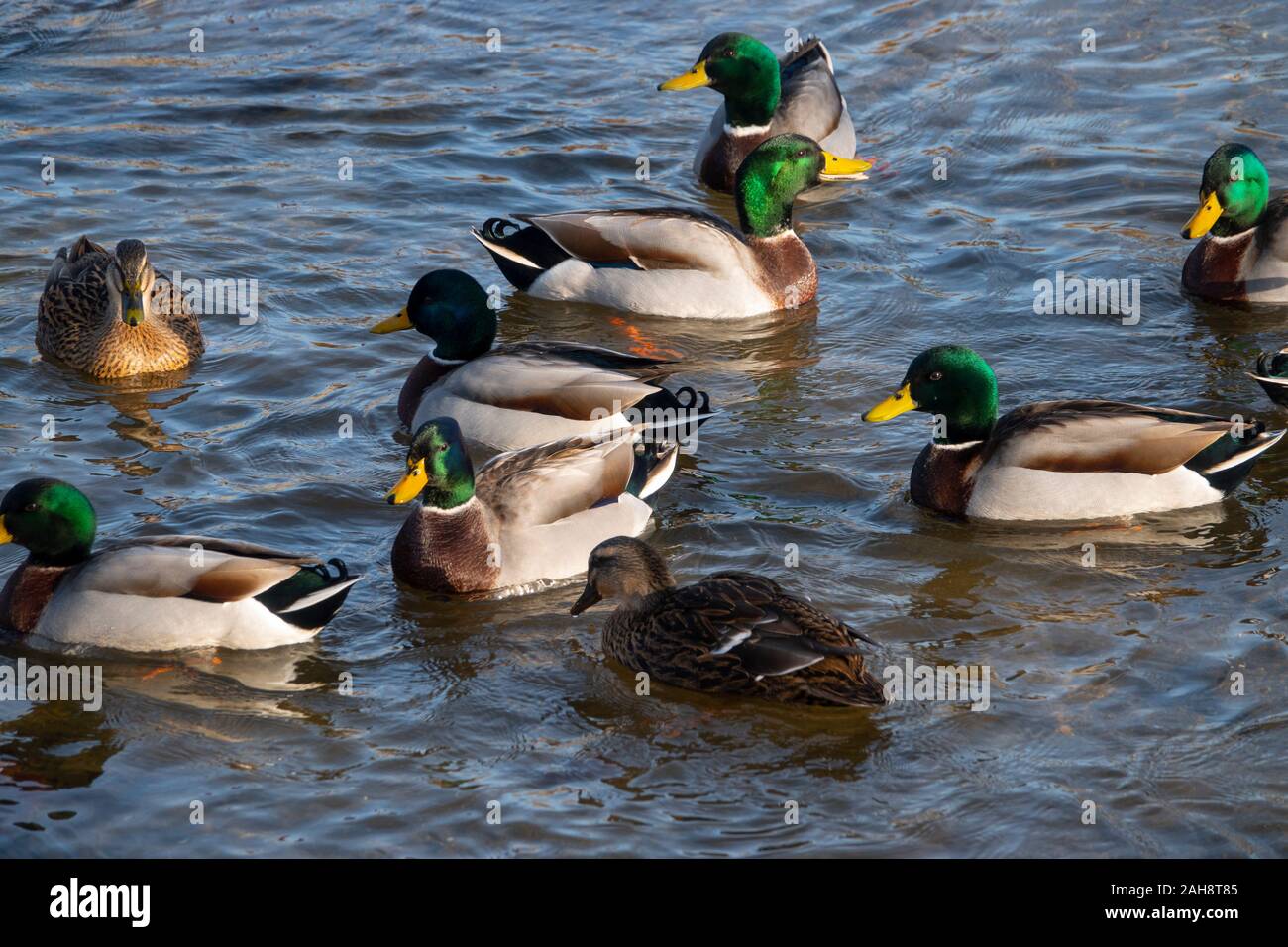 USA Virginia VA Luray homme et femme les canards colverts nager dans le ruisseau d'Eretmochelys imbricata - Anas platyrhynchos Banque D'Images