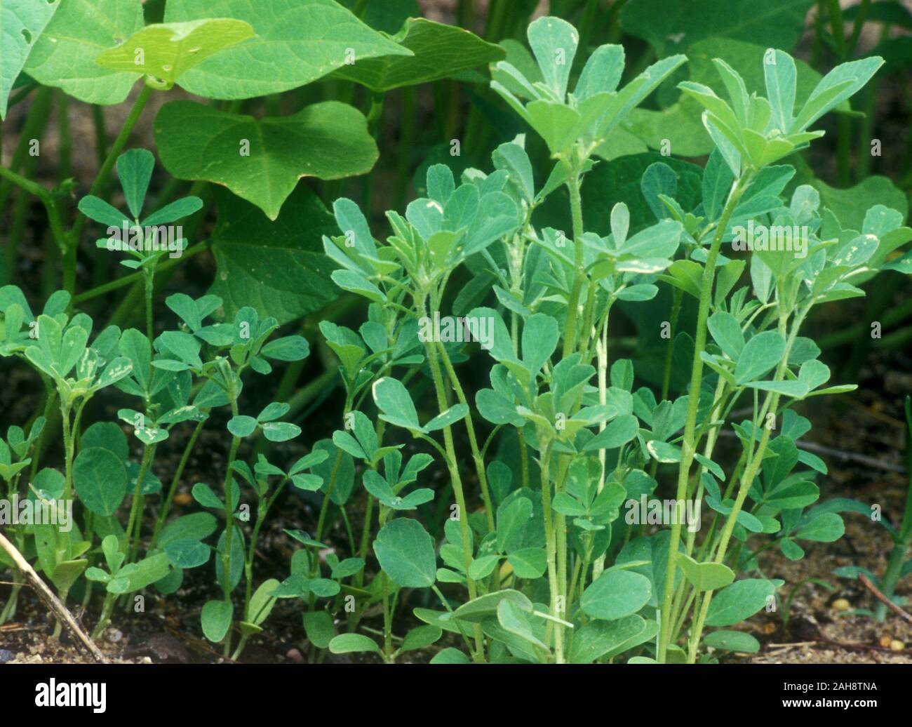 De plus en plus de fenugrec (Trigonella foenum-graecum) est cultivée comme une culture semi-arides. Utilisé comme ingrédient commun dans les plats de l'Inde. Banque D'Images