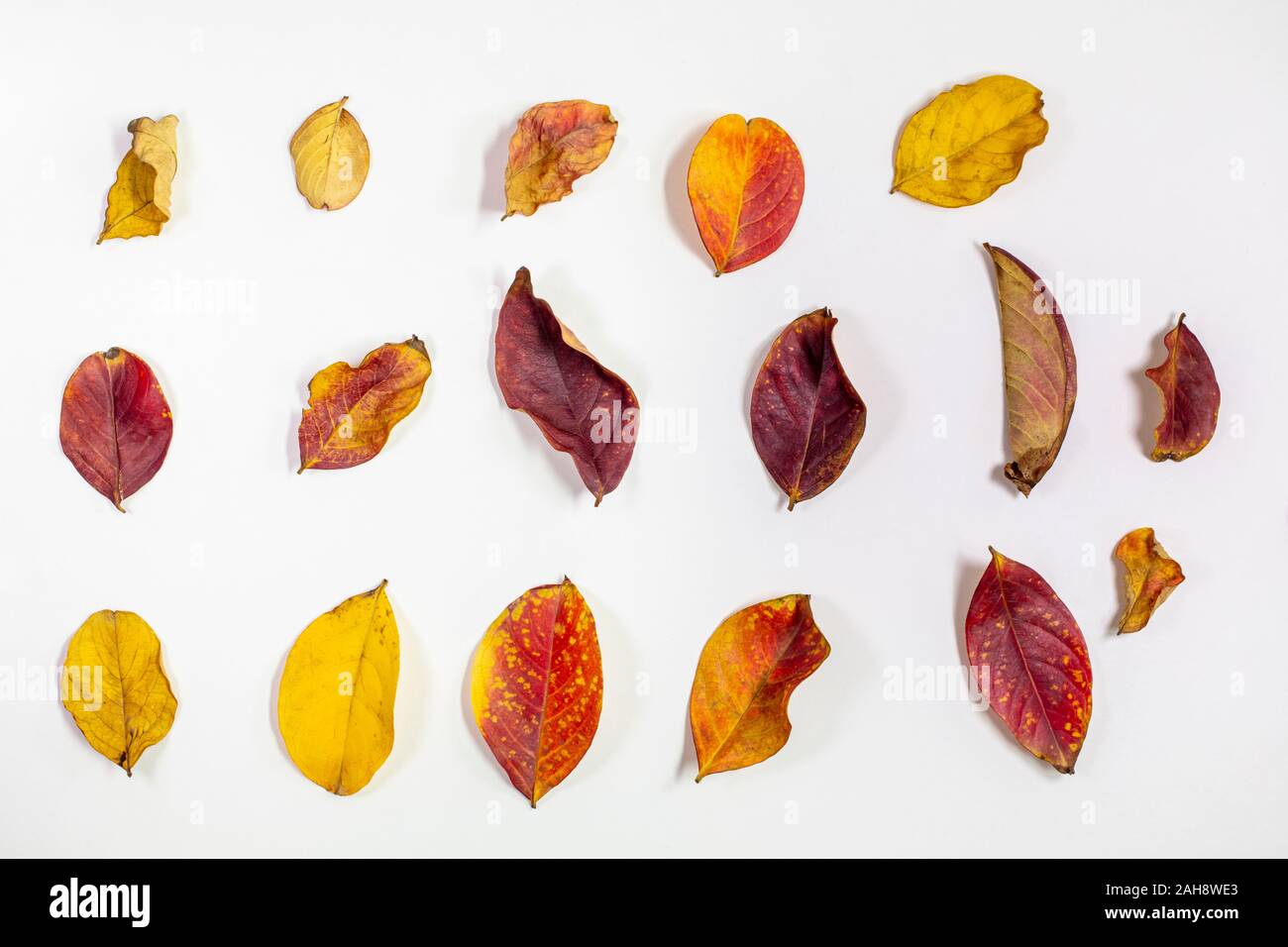 Regroupement et isolées dans des feuilles de myrte de crêpe séchées rouges, jaunes, oranges et tombé de l'arbre en automne Banque D'Images