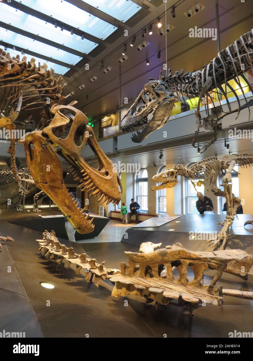 Squelettes de dinosaures exposés au Musée d'histoire naturelle du comté de Los Angeles Banque D'Images