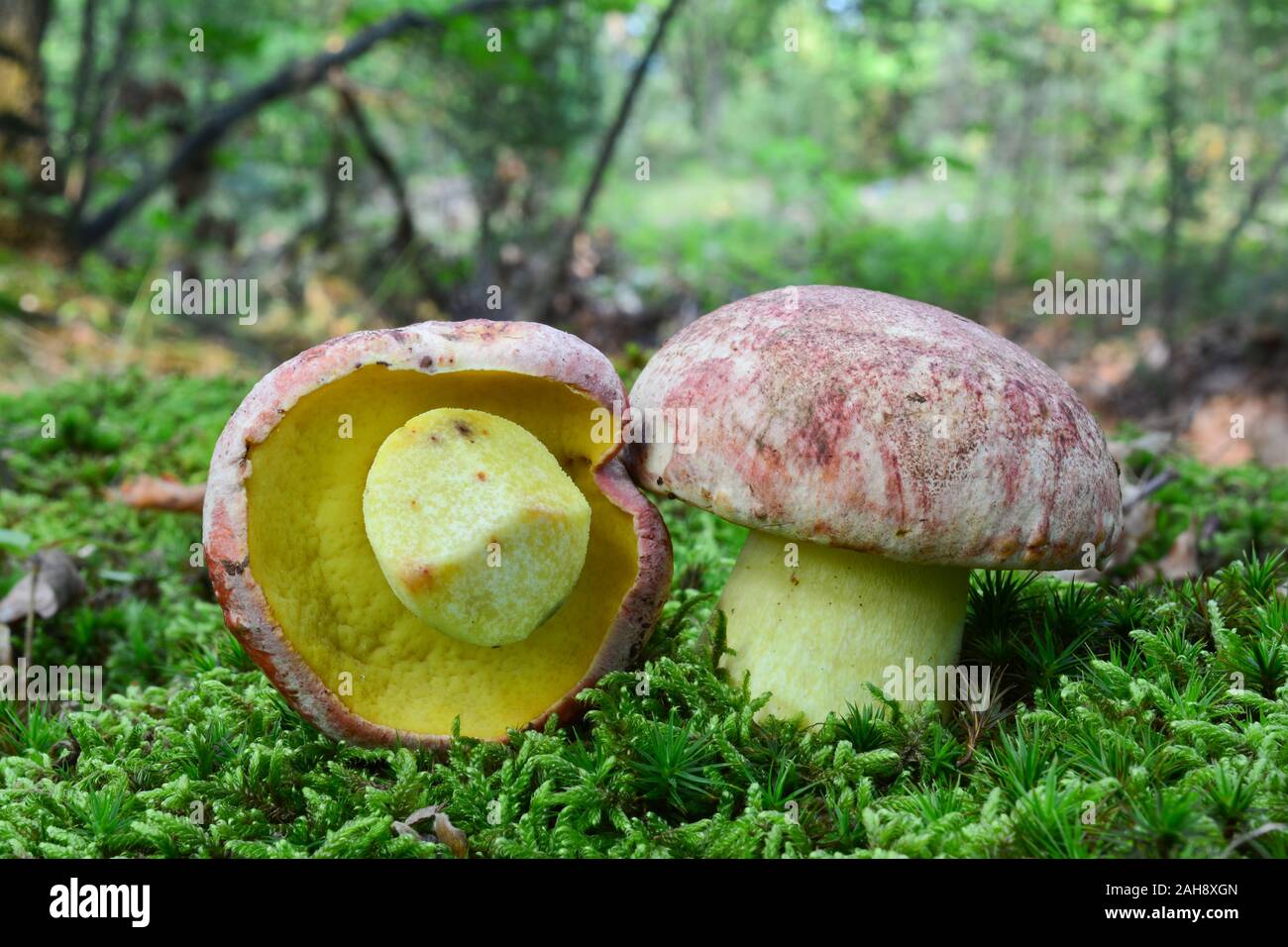 Beau spécimen Deux Butyriboletus regius (autrefois Boletus regius), communément connu sous le nom de Royal bolet ou Red-capped bolet beurre de plus en plus gr Banque D'Images