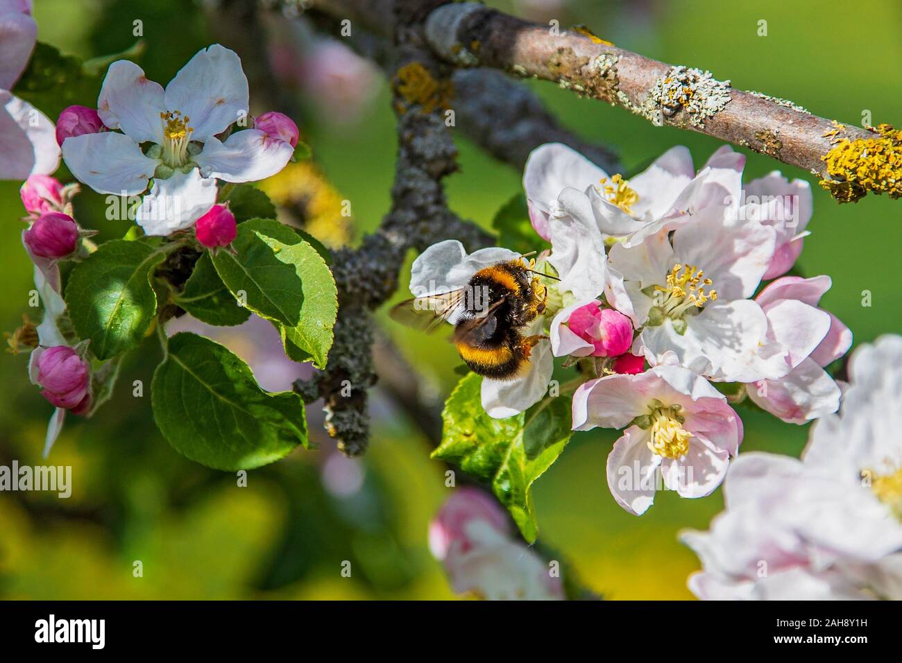 Buff-queue de bourdons (Bombus terrestris) sur l'oranger en fleurs de pommier (Malus domestica), Hesse, Allemagne Banque D'Images