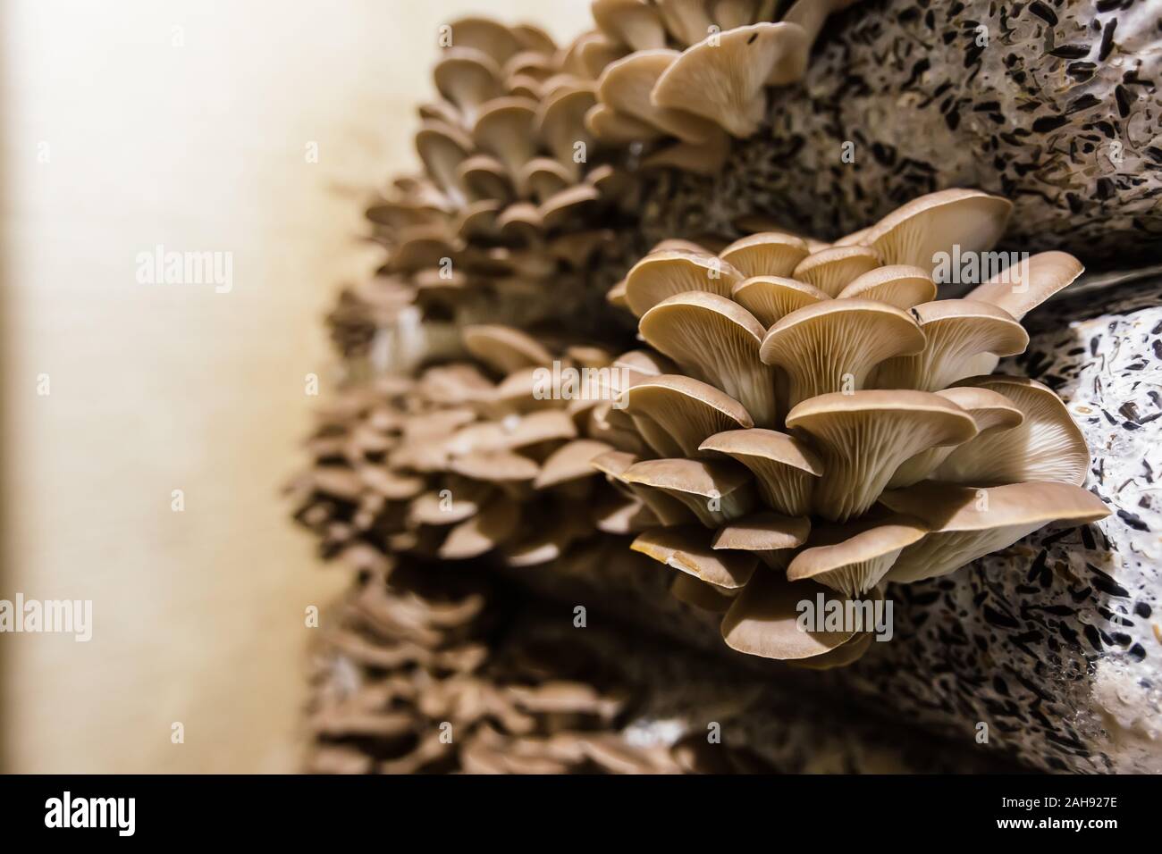 Culture de champignons Banque de photographies et d'images à haute  résolution - Alamy