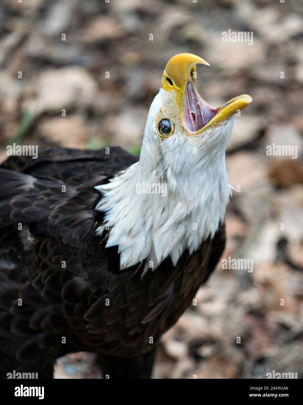 Tête d'oiseau pygargue à tête blanche close-up Vue de profil en criant, vociférant et regardant vers le ciel avec bec ouvert affichant plumes brunes, plumage blanc h Banque D'Images