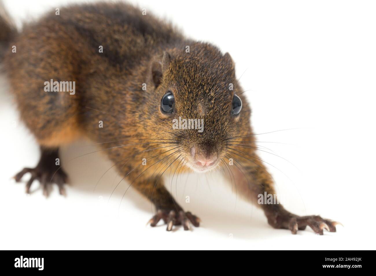 Les trois-sol rayé (Pachycephala insignis) est une espèce de la sous-famille des Trochilinae. isolé sur fond blanc Banque D'Images