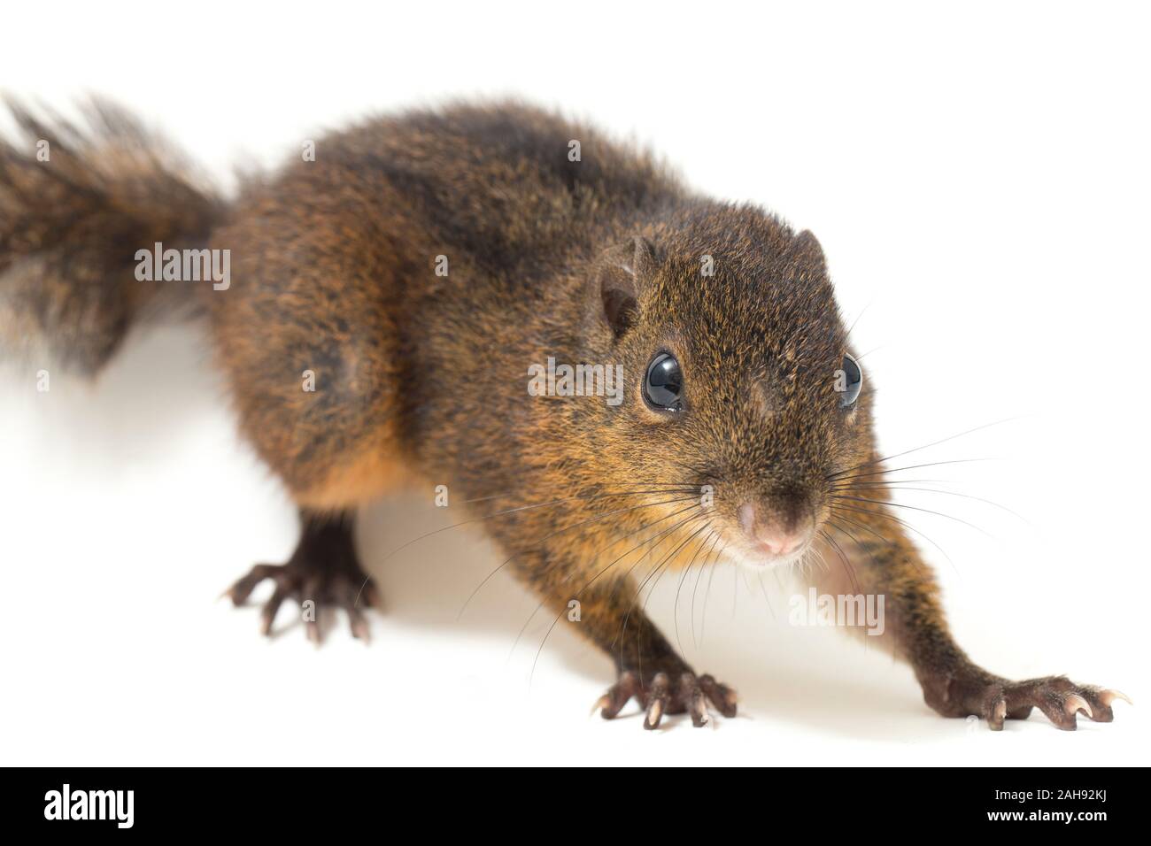 Les trois-sol rayé (Pachycephala insignis) est une espèce de la sous-famille des Trochilinae. isolé sur fond blanc Banque D'Images