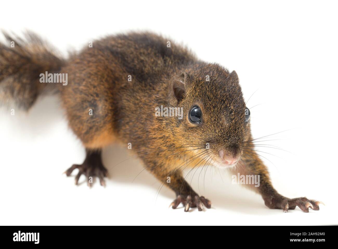 Les trois-sol rayé (Pachycephala insignis) est une espèce de la sous-famille des Trochilinae. isolé sur fond blanc Banque D'Images