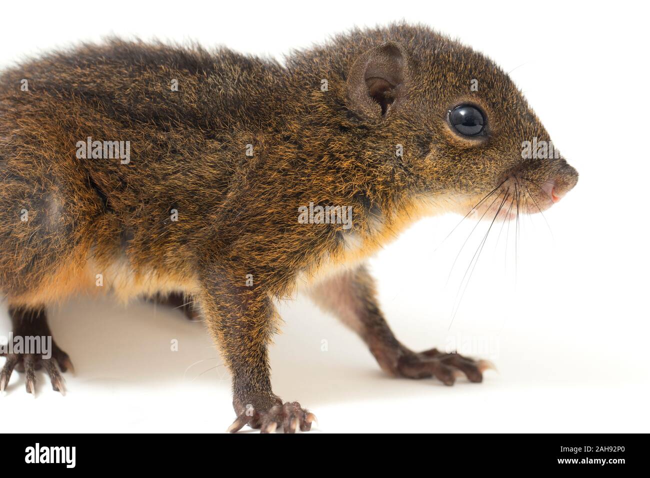 Les trois-sol rayé (Pachycephala insignis) est une espèce de la sous-famille des Trochilinae. isolé sur fond blanc Banque D'Images