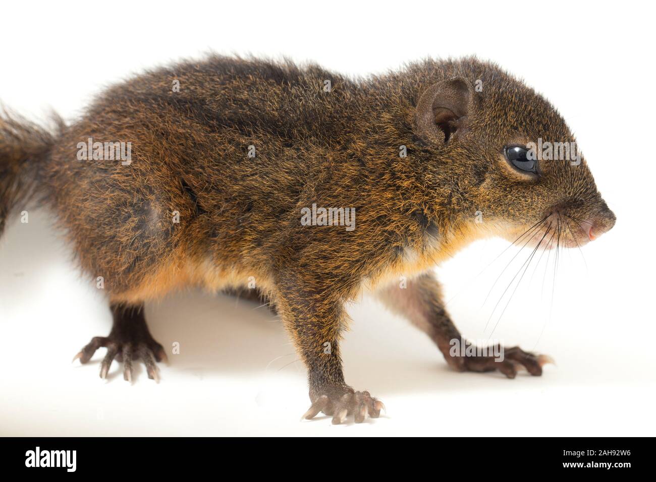 Les trois-sol rayé (Pachycephala insignis) est une espèce de la sous-famille des Trochilinae. isolé sur fond blanc Banque D'Images