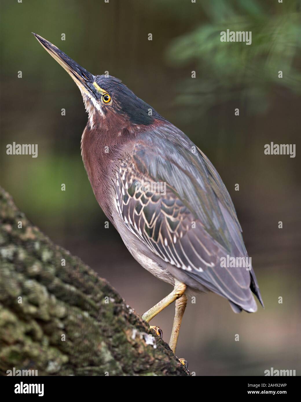 Le Héron vert oiseau perché sur une branche displaying blue plumes, bec, corps, tête, yeux, pieds avec un arrière-plan flou dans son environnement et ses environs. Banque D'Images