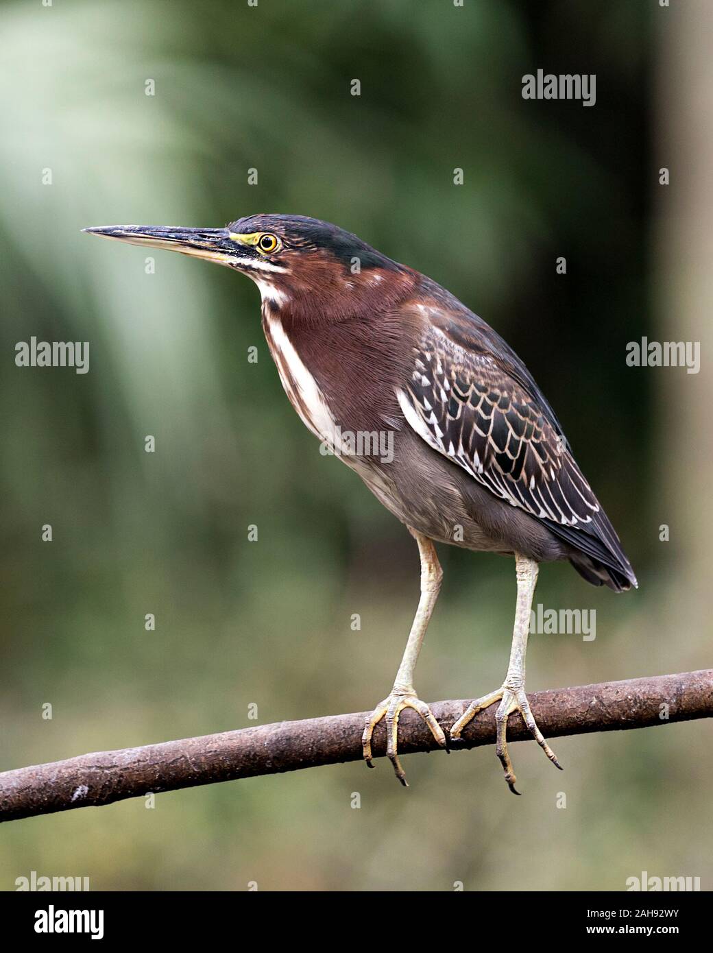 Le Héron vert oiseau perché sur une branche displaying blue plumes, bec, corps, tête, yeux, pieds avec un arrière-plan flou dans son environnement et ses environs. Banque D'Images