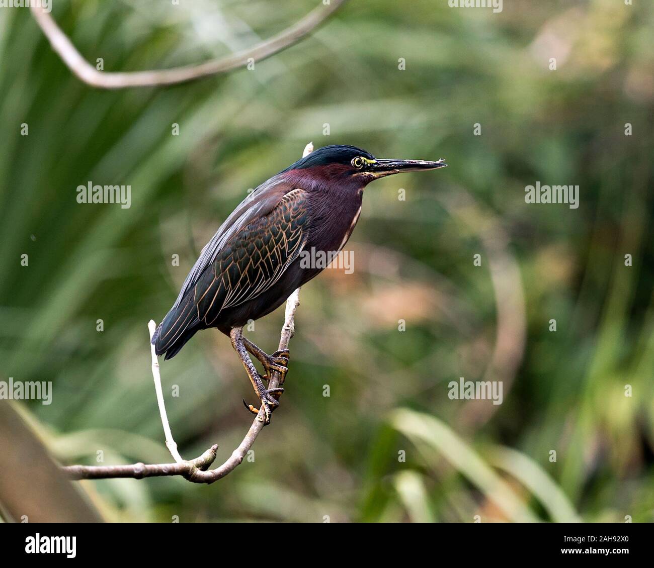 Le Héron vert oiseau perché sur une branche displaying blue plumes, bec, corps, tête, yeux, pieds avec un arrière-plan flou dans son environnement et ses environs. Banque D'Images