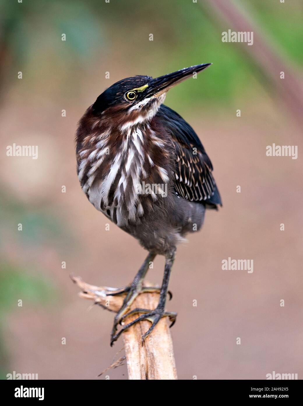 Le Héron vert oiseau perché sur une branche displaying blue plumes, bec, corps, tête, yeux, pieds avec un arrière-plan flou dans son environnement et ses environs. Banque D'Images