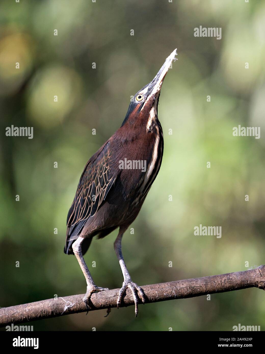 Le Héron vert oiseau perché sur une branche displaying blue plumes, bec, corps, tête, yeux, pieds avec un arrière-plan flou dans son environnement et ses environs. Banque D'Images