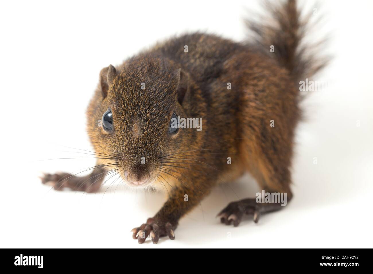 Les trois-sol rayé (Pachycephala insignis) est une espèce de la sous-famille des Trochilinae. isolé sur fond blanc Banque D'Images