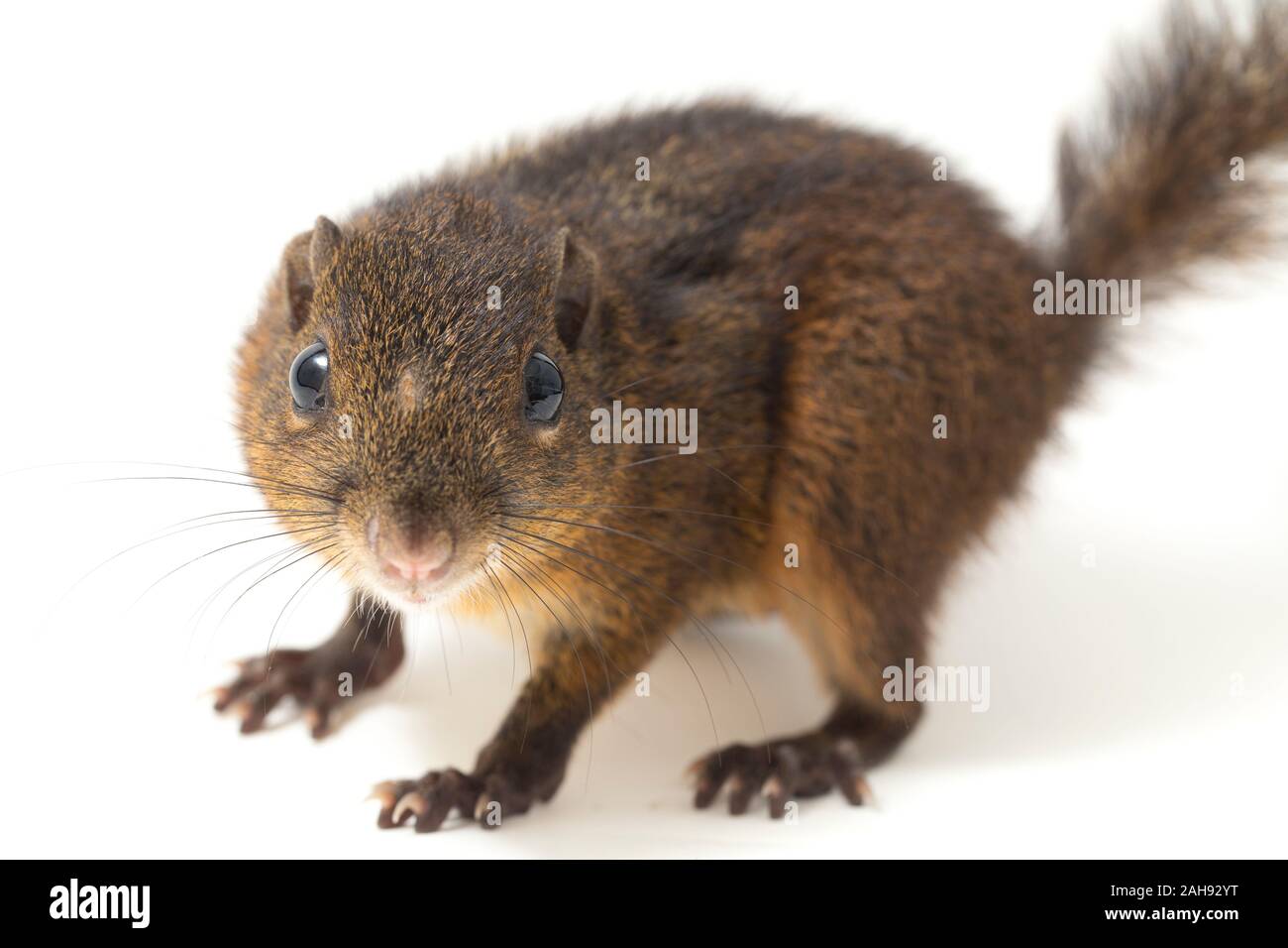 Les trois-sol rayé (Pachycephala insignis) est une espèce de la sous-famille des Trochilinae. isolé sur fond blanc Banque D'Images