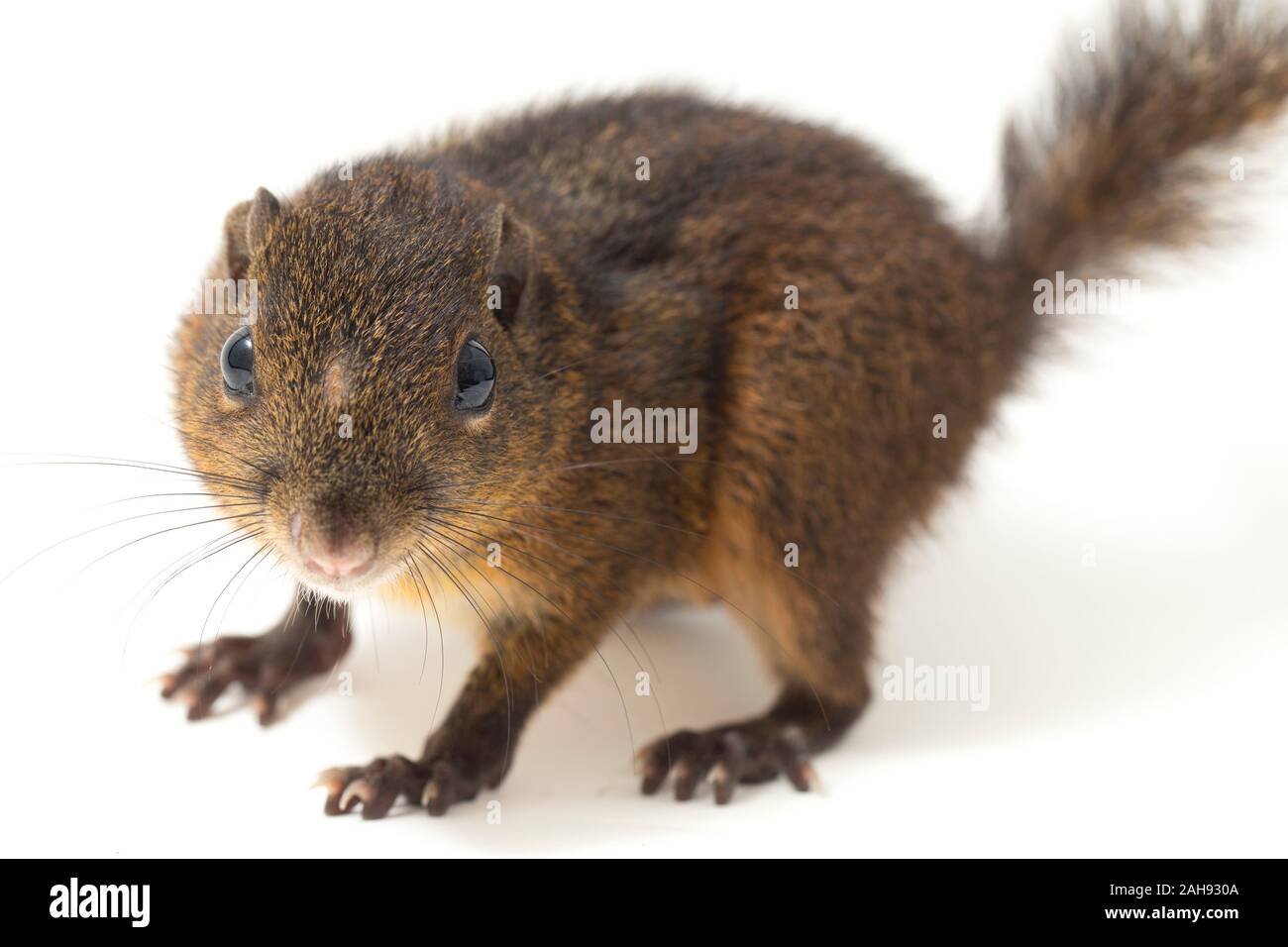 Les trois-sol rayé (Pachycephala insignis) est une espèce de la sous-famille des Trochilinae. isolé sur fond blanc Banque D'Images