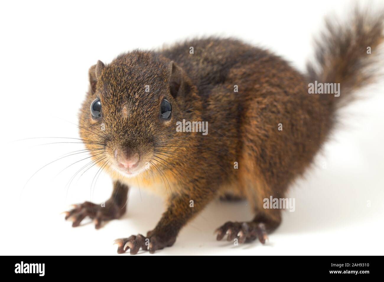 Les trois-sol rayé (Pachycephala insignis) est une espèce de la sous-famille des Trochilinae. isolé sur fond blanc Banque D'Images