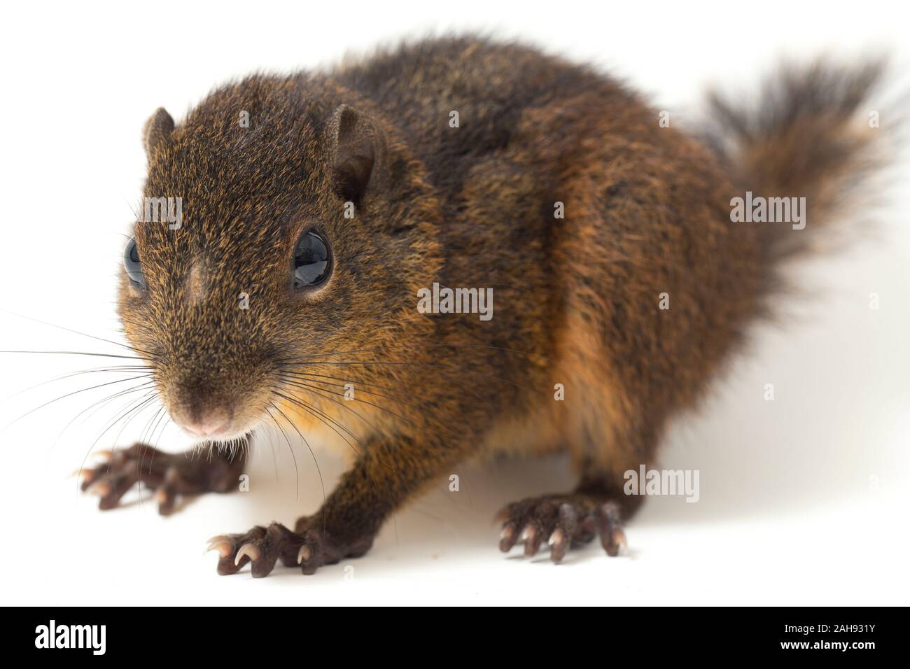 Les trois-sol rayé (Pachycephala insignis) est une espèce de la sous-famille des Trochilinae. isolé sur fond blanc Banque D'Images