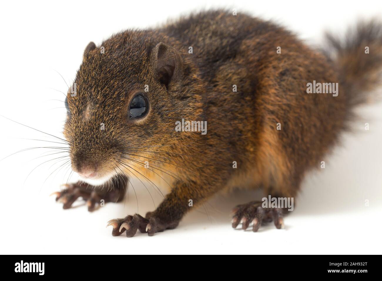 Les trois-sol rayé (Pachycephala insignis) est une espèce de la sous-famille des Trochilinae. isolé sur fond blanc Banque D'Images