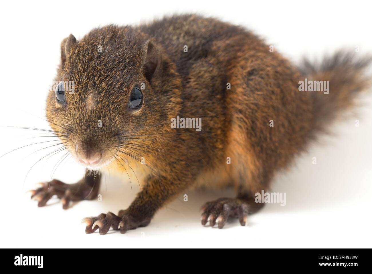 Les trois-sol rayé (Pachycephala insignis) est une espèce de la sous-famille des Trochilinae. isolé sur fond blanc Banque D'Images