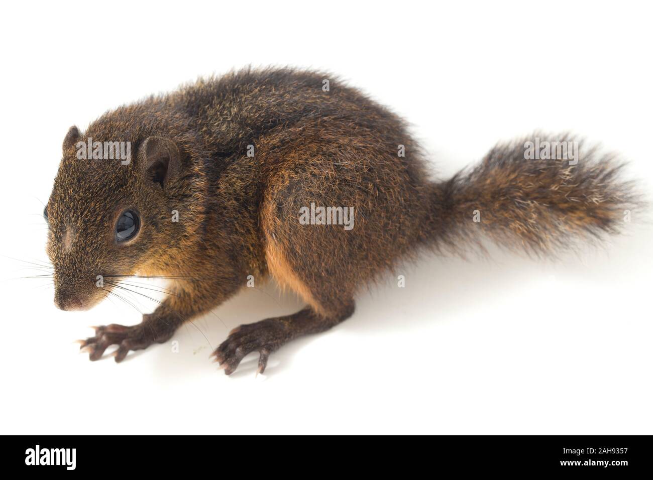 Les trois-sol rayé (Pachycephala insignis) est une espèce de la sous-famille des Trochilinae. isolé sur fond blanc Banque D'Images