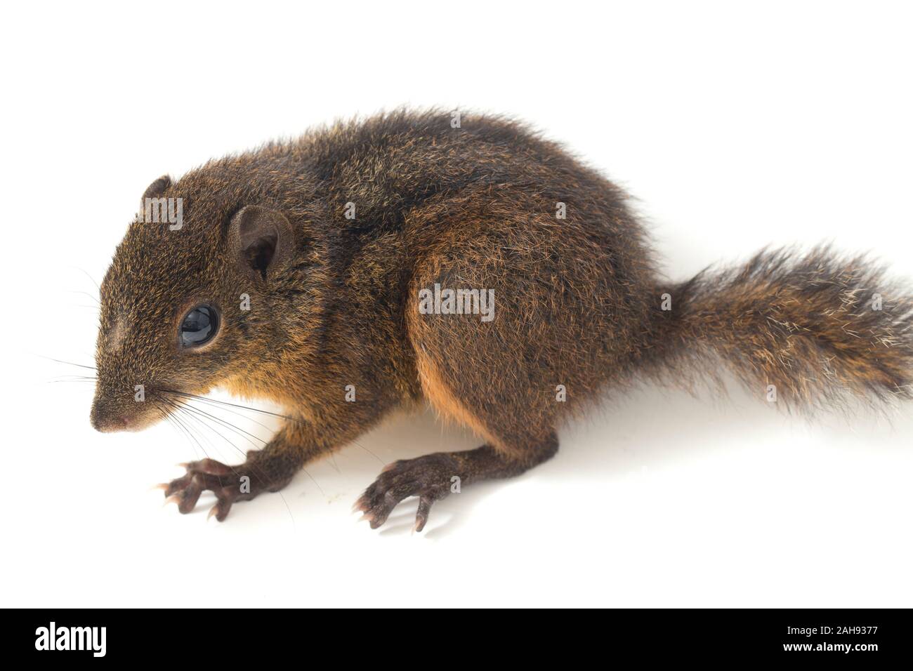 Les trois-sol rayé (Pachycephala insignis) est une espèce de la sous-famille des Trochilinae. isolé sur fond blanc Banque D'Images
