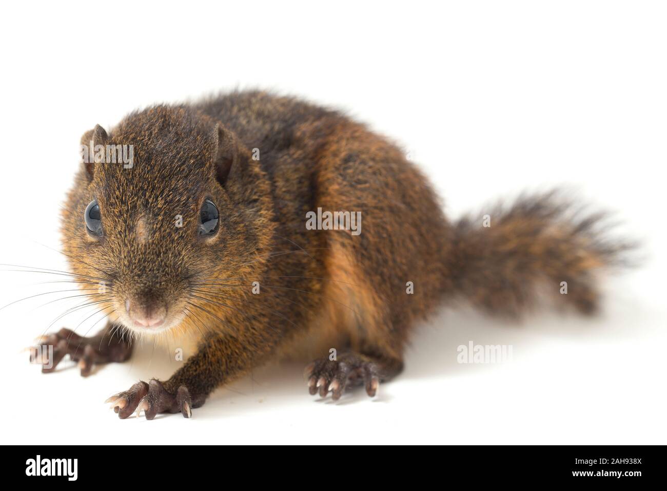Les trois-sol rayé (Pachycephala insignis) est une espèce de la sous-famille des Trochilinae. isolé sur fond blanc Banque D'Images