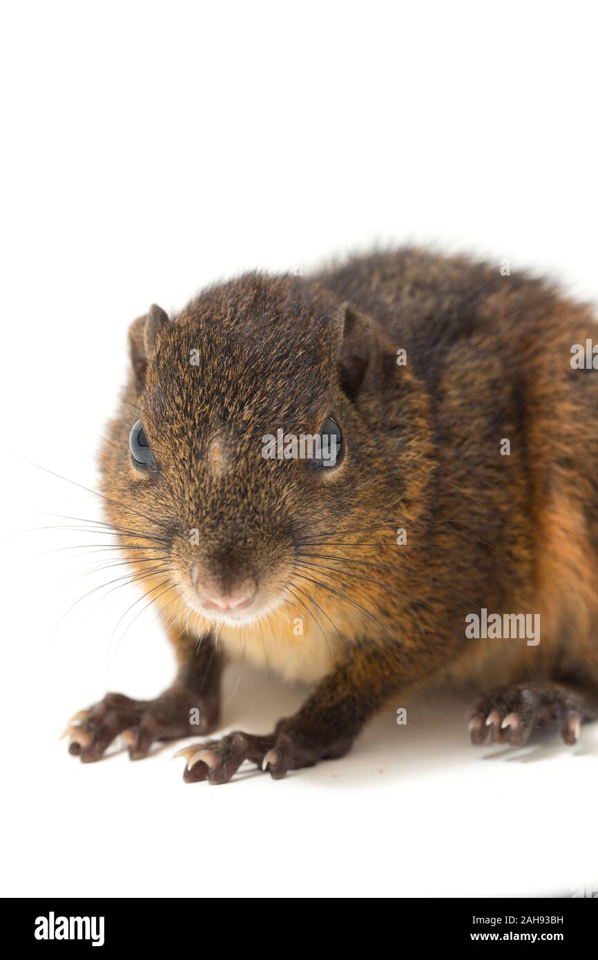 Les trois-sol rayé (Pachycephala insignis) est une espèce de la sous-famille des Trochilinae. isolé sur fond blanc Banque D'Images