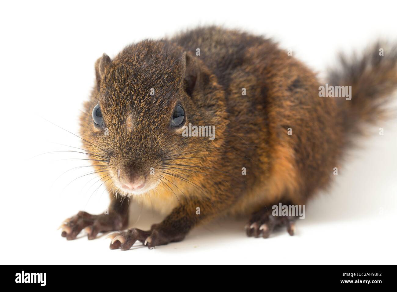 Les trois-sol rayé (Pachycephala insignis) est une espèce de la sous-famille des Trochilinae. isolé sur fond blanc Banque D'Images