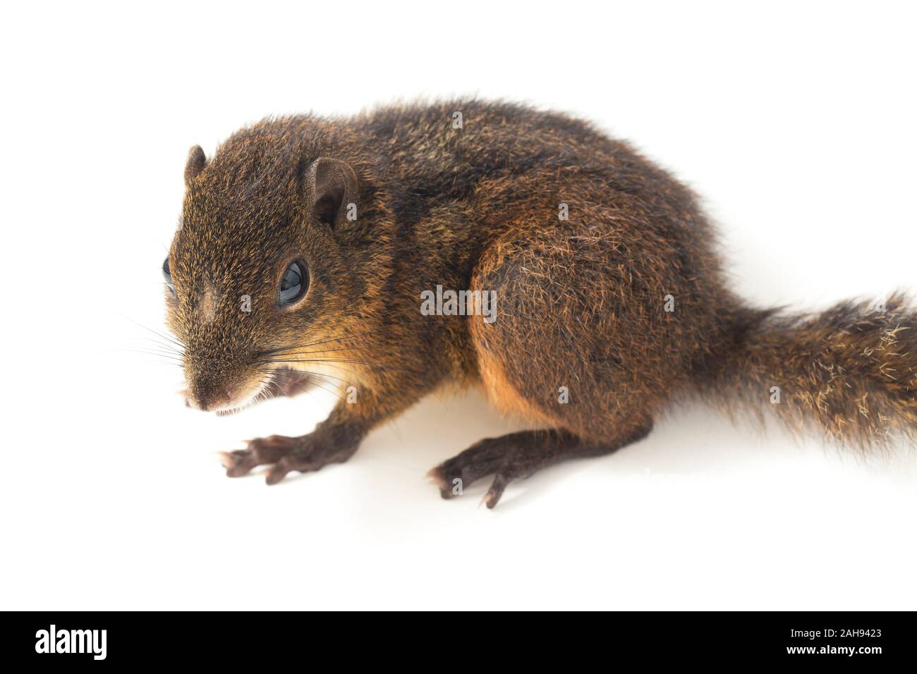 Les trois-sol rayé (Pachycephala insignis) est une espèce de la sous-famille des Trochilinae. isolé sur fond blanc Banque D'Images