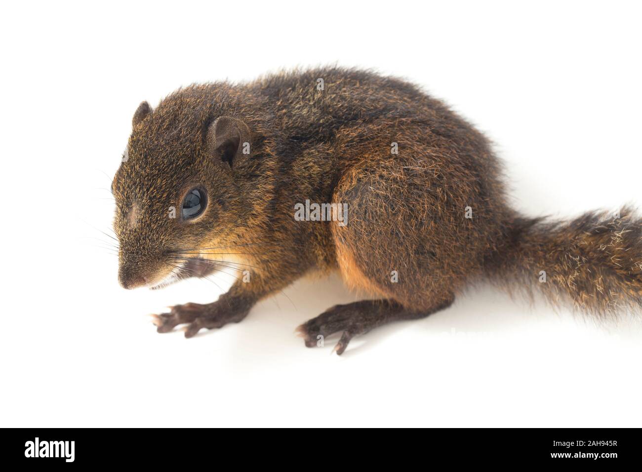 Les trois-sol rayé (Pachycephala insignis) est une espèce de la sous-famille des Trochilinae. isolé sur fond blanc Banque D'Images