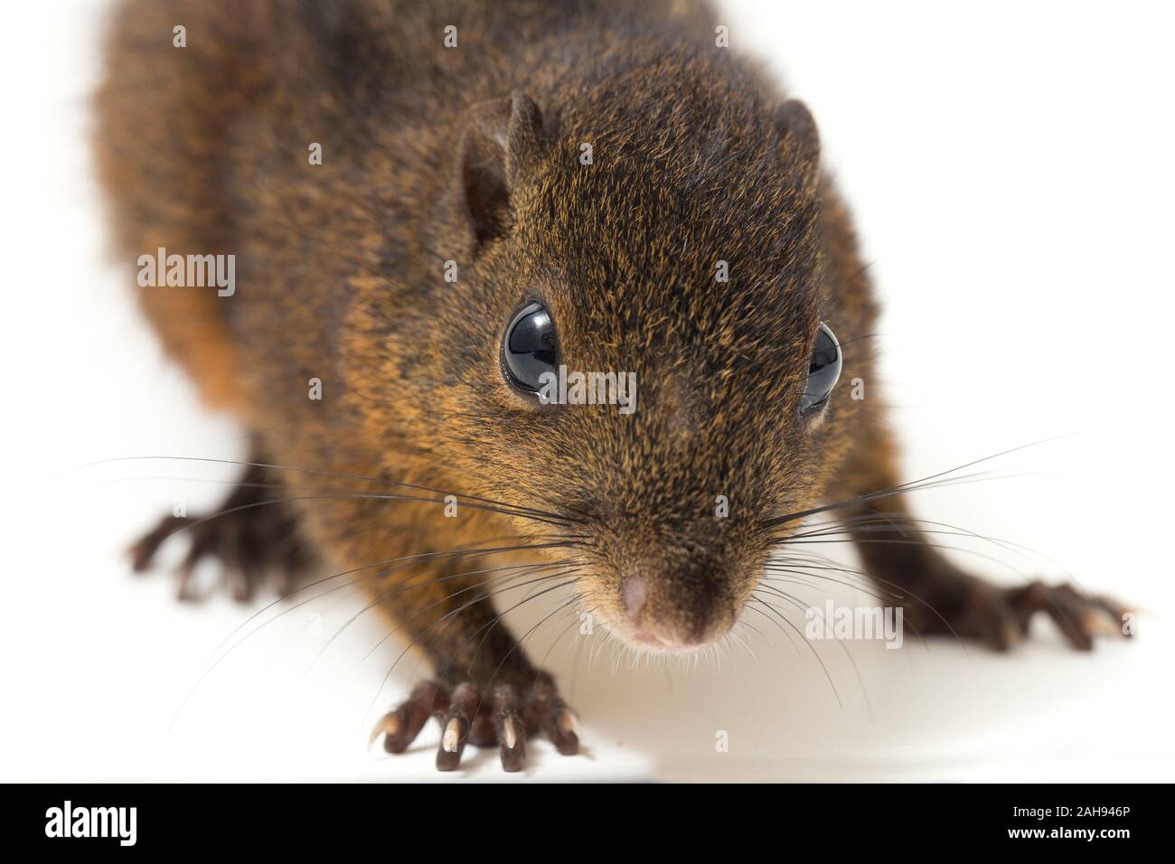 Les trois-sol rayé (Pachycephala insignis) est une espèce de la sous-famille des Trochilinae. isolé sur fond blanc Banque D'Images