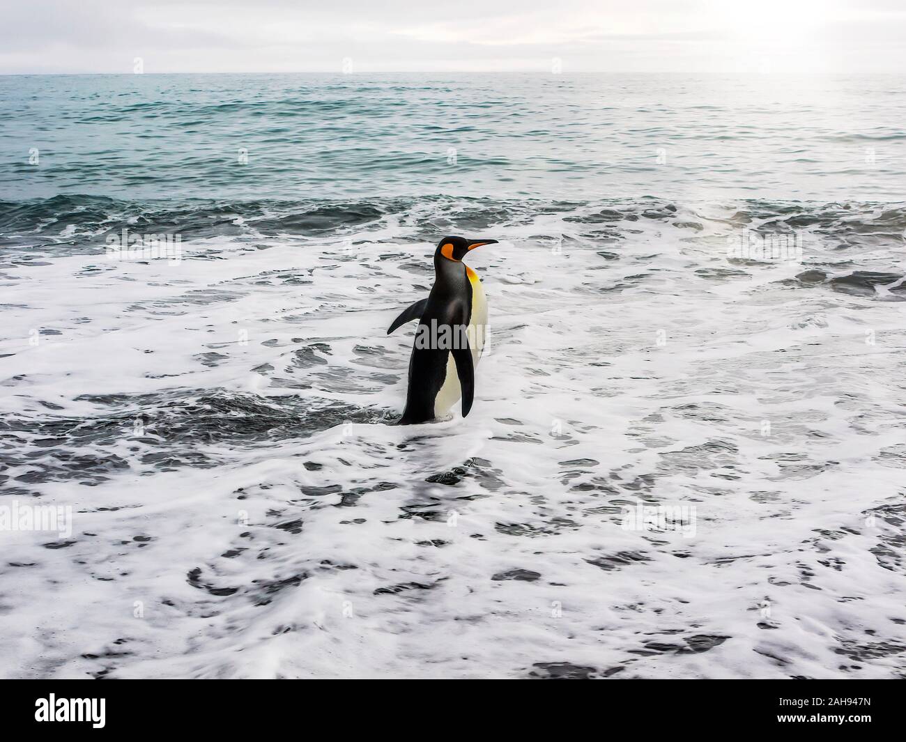 Un roi solitaire penguin (Aptenodytes patagonicus) marcher rapidement dans la mer mousseuse, prêt à nager. L'île de Géorgie du Sud dans l'océan Atlantique Sud. Banque D'Images