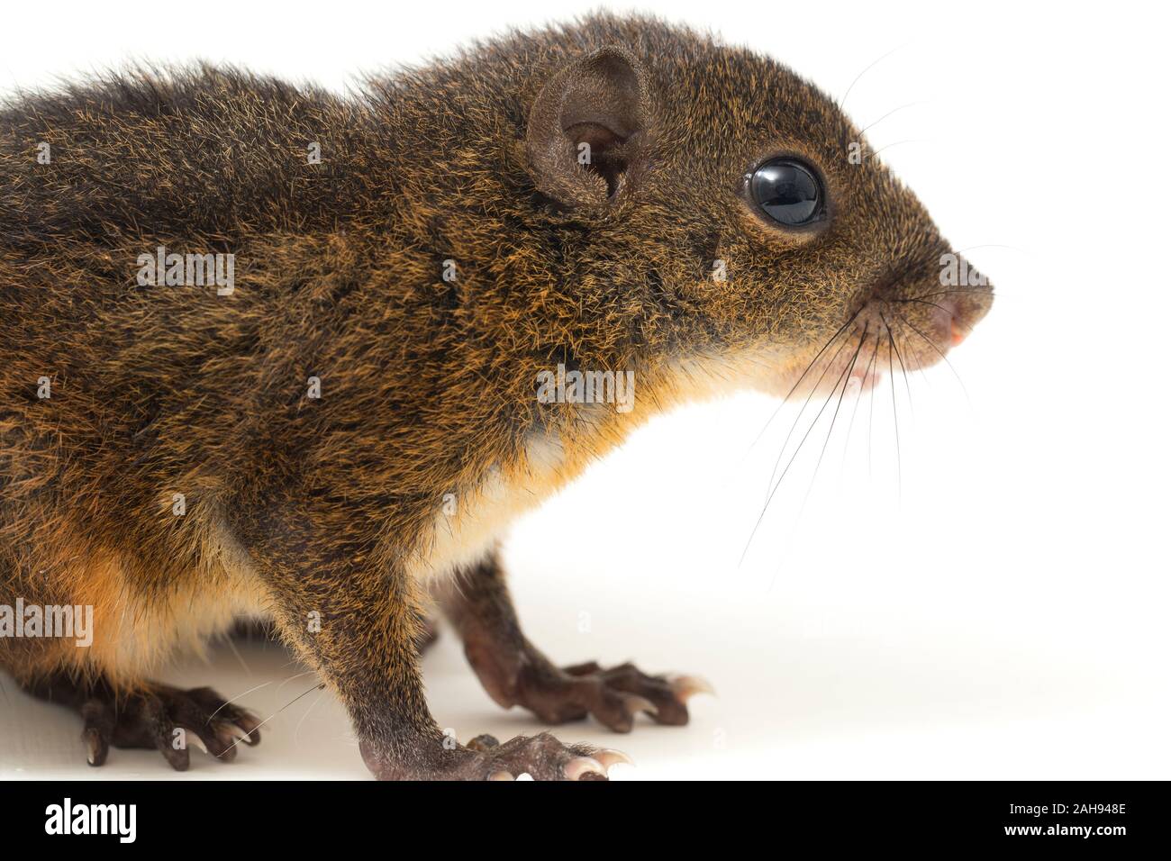 Les trois-sol rayé (Pachycephala insignis) est une espèce de la sous-famille des Trochilinae. isolé sur fond blanc Banque D'Images