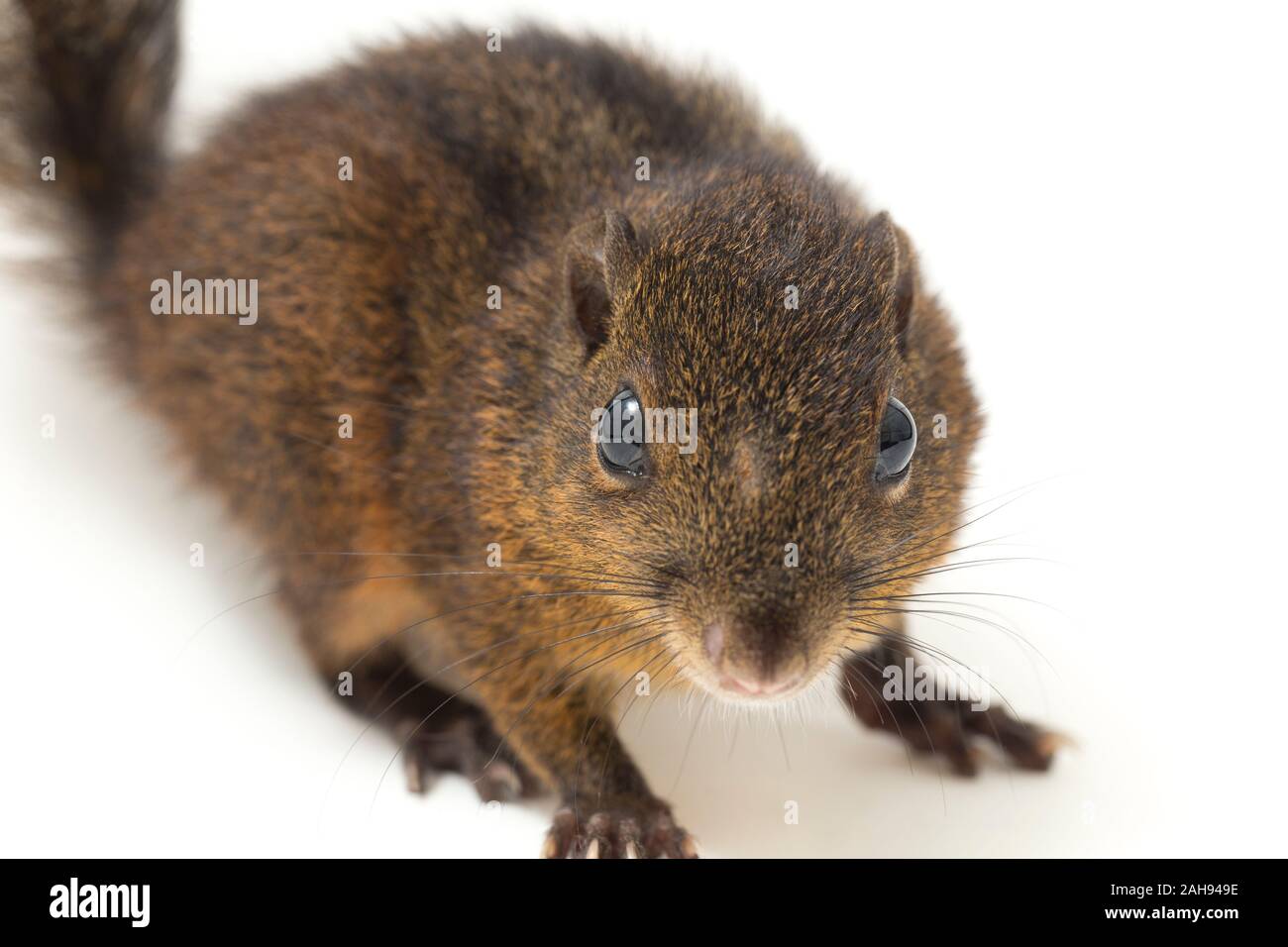 Les trois-sol rayé (Pachycephala insignis) est une espèce de la sous-famille des Trochilinae. isolé sur fond blanc Banque D'Images