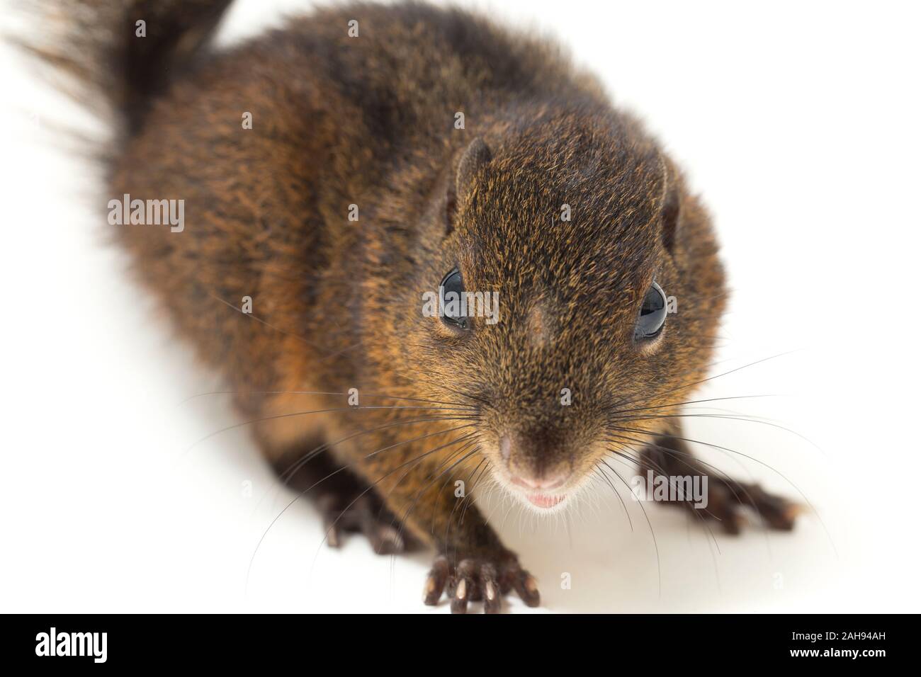 Les trois-sol rayé (Pachycephala insignis) est une espèce de la sous-famille des Trochilinae. isolé sur fond blanc Banque D'Images